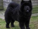 Chow chow Bidachows Lovely Lilly