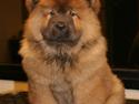 Chow chow Bidachow O'lovely Othella