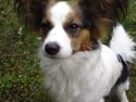 Papillon Kiwi