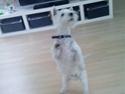 West highland white terrier felix