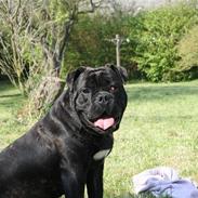 Olde english bulldogge Bjørn