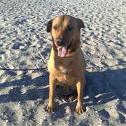 Labrador retriever Rocky