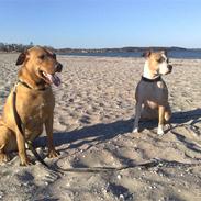 Labrador retriever Rocky