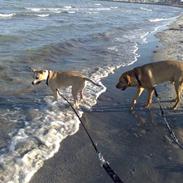 Labrador retriever Rocky