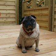 Mops Leif (Leif Den Lykkelige)