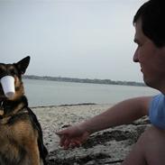 Schæferhund Sasha