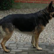 Schæferhund Sasha