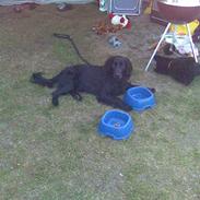 Flat coated retriever Buster