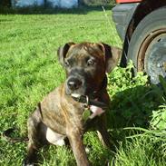 Amerikansk staffordshire terrier tajson