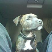 Amerikansk staffordshire terrier tajson