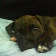 Amerikansk staffordshire terrier tajson