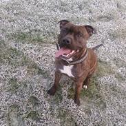 Amerikansk staffordshire terrier tajson