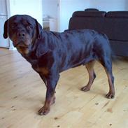 Rottweiler Max