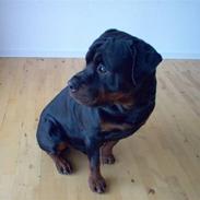 Rottweiler Max