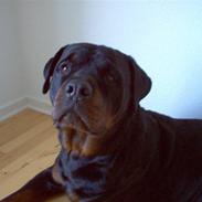 Rottweiler Max