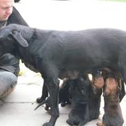 Labrador retriever Minardi