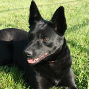Australsk kelpie Sophie