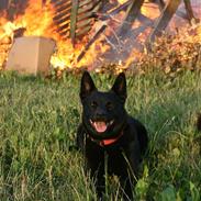 Australsk kelpie Sophie
