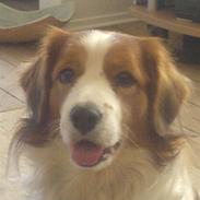 Kooikerhondje Wilmer
