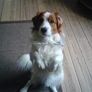 Kooikerhondje Wilmer