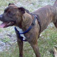 Amerikansk staffordshire terrier tajson