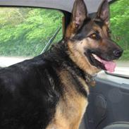 Schæferhund Sasha