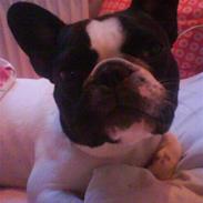 Fransk bulldog Tiger