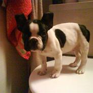 Fransk bulldog Tiger