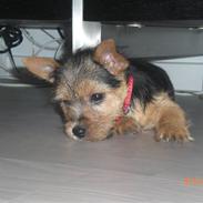 Norwich terrier Berta