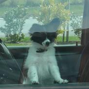 Papillon Bailey
