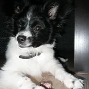 Papillon Bailey