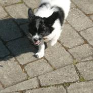 Papillon Bailey