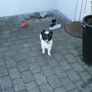 Papillon Bailey