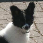 Papillon Bailey