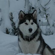 Alaskan malamute Wolfine