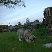 Alaskan malamute Wolfine