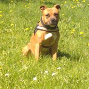 Amerikansk staffordshire terrier luna