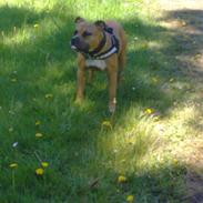 Amerikansk staffordshire terrier luna