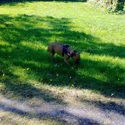 Amerikansk staffordshire terrier luna