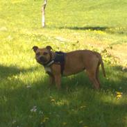 Amerikansk staffordshire terrier luna