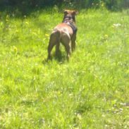 Amerikansk staffordshire terrier luna