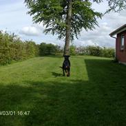 Rottweiler Basse