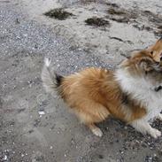 Collie langhåret Beyond Imagination - Mio