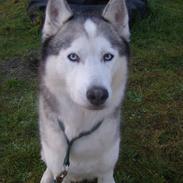 Siberian husky Chuchi (Knud<3)