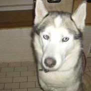 Siberian husky Chuchi (Knud<3)