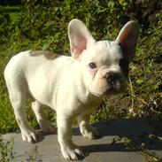 Fransk bulldog Oskar