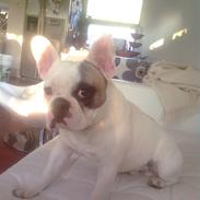 Fransk bulldog Oskar