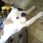 Fransk bulldog Oskar
