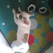 Fransk bulldog Oskar