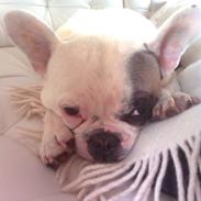 Fransk bulldog Oskar